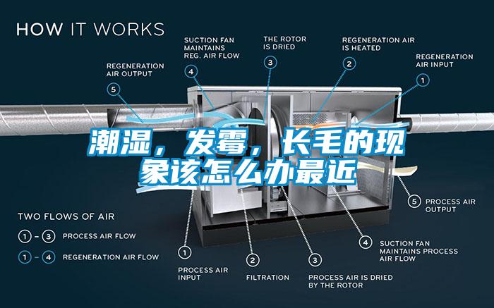 潮濕，發(fā)霉，長(zhǎng)毛的現(xiàn)象該怎么辦最近